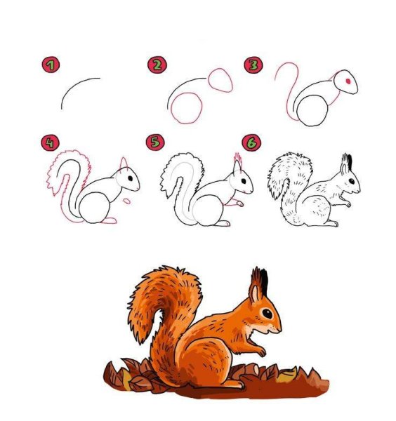 Белочка поэтапное рисование для детей