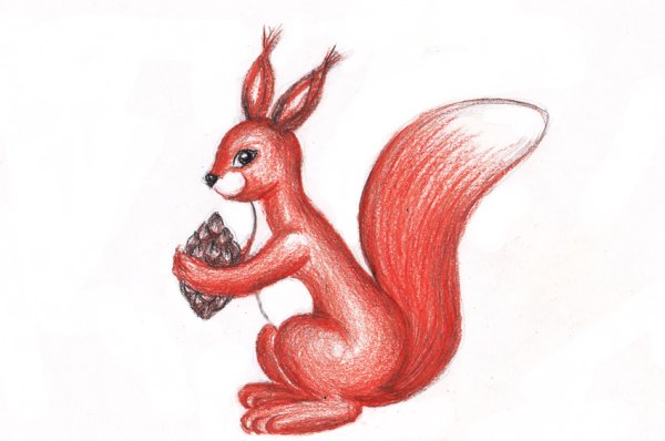 Белка рисунок для детей