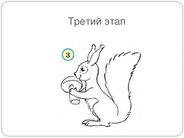Белка этапы рисования