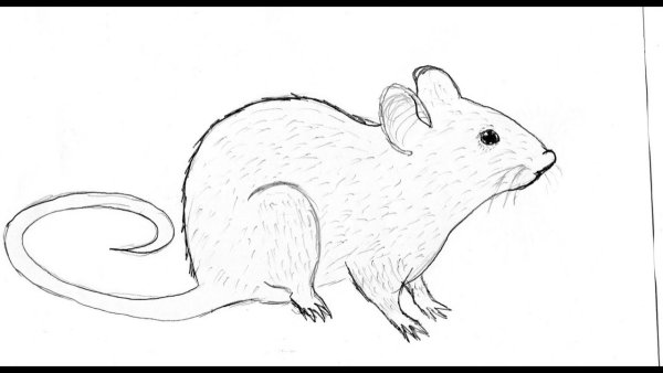 Рисунок крысы для срисовки