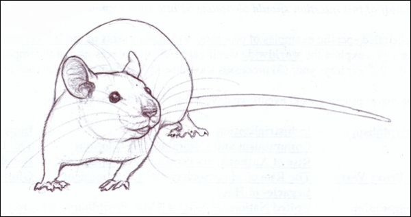 Крыса для срисовки
