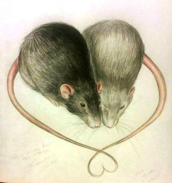 Крыса рисунок
