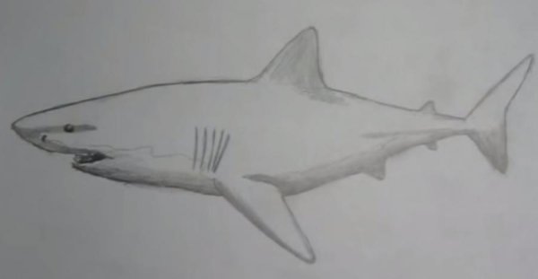 Акула рисунок легкий