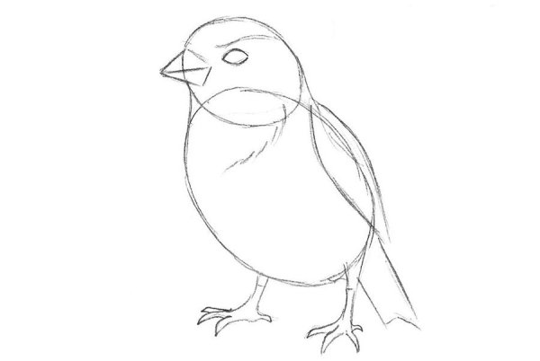 Поэтапное рисование воробья