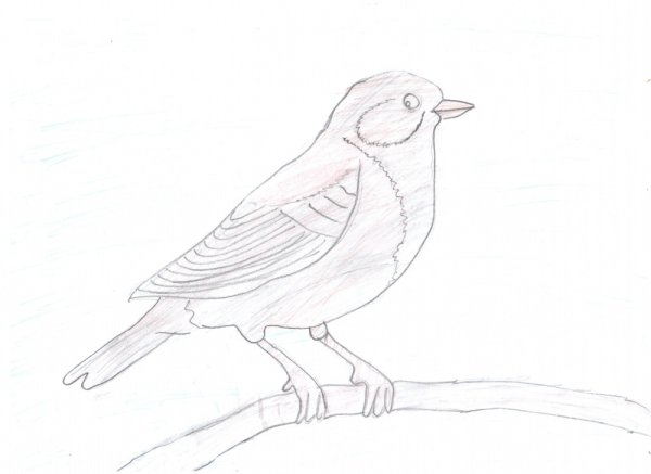 Рисование воробья