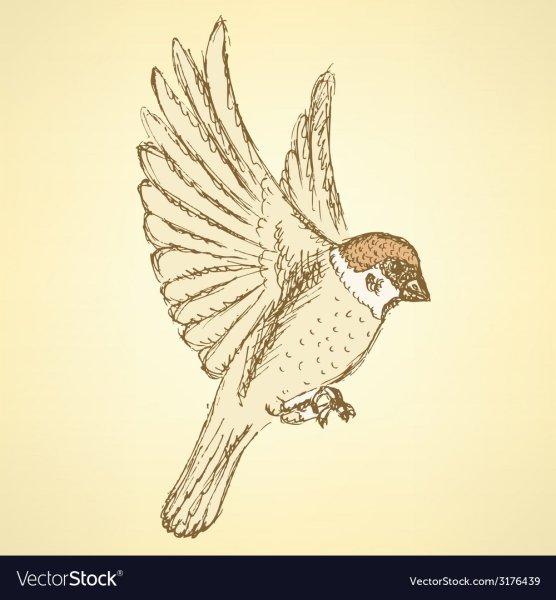 Воробей в полете рисунок