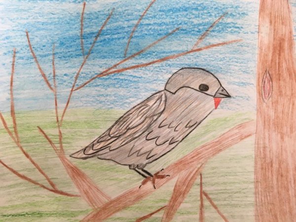 Поэтапное рисование птицы на ветке