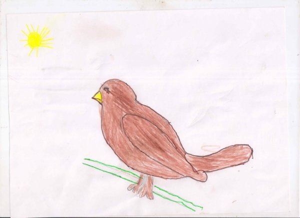 Схематичный рисунок птицы