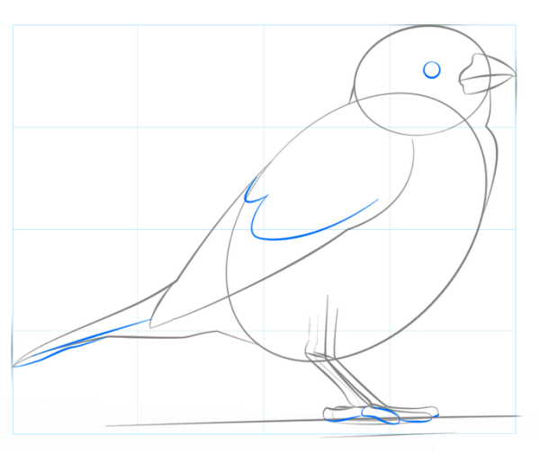 Синичка раскраска для детей