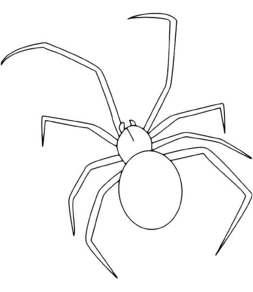 Паук Каракурт раскраска