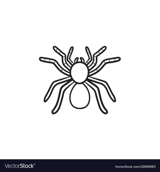 Паук срисовать легко