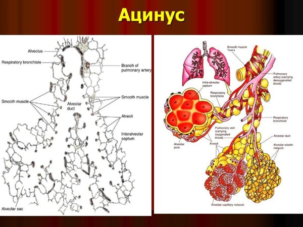 Ацинус легкого рисунок анатомия