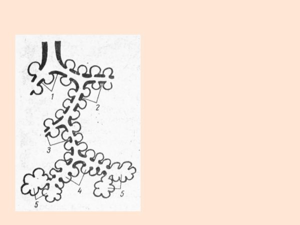 Строение ацинуса анатомия