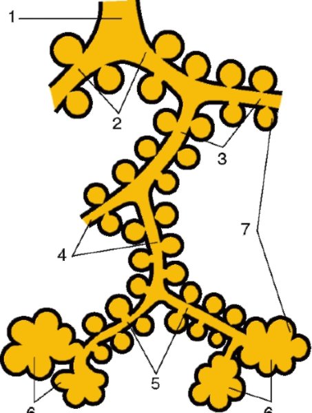 Ацинус легкого строение анатомия