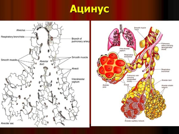 Ацинус легкого рисунок анатомия