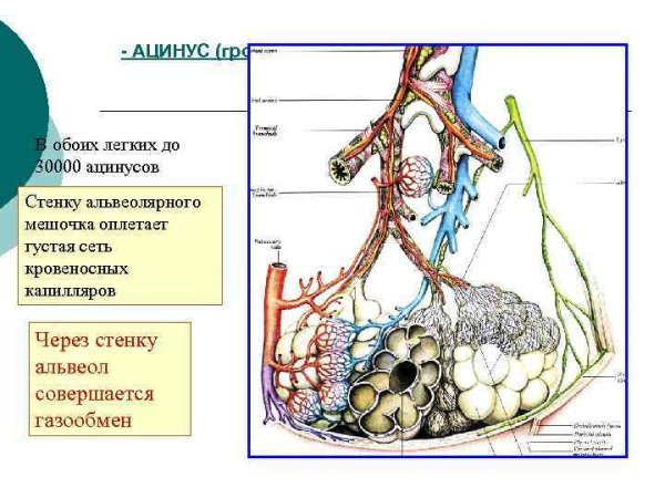 Схема строения ацинуса легкого