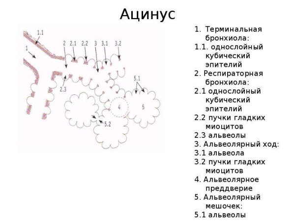 Строение легочного ацинуса гистология