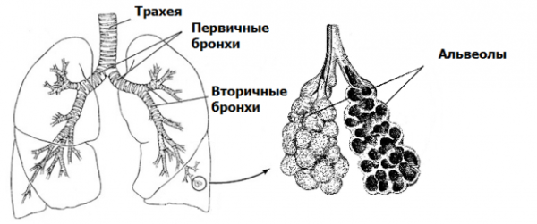 Ацинус это структурно-функциональная единица