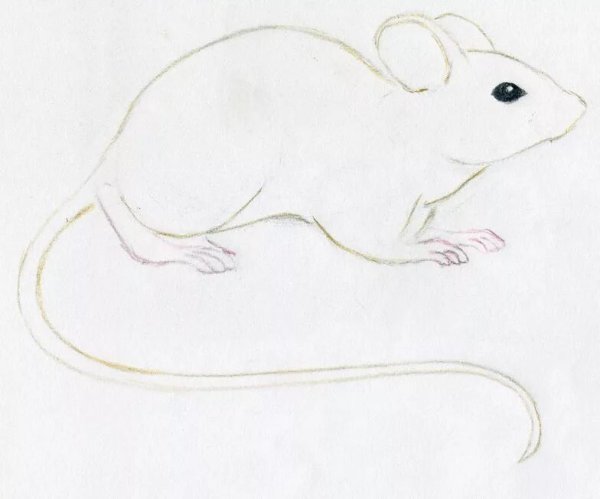 Легкая мышка карандашом