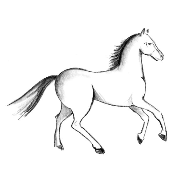 Лошадь для срисовки в полный рост