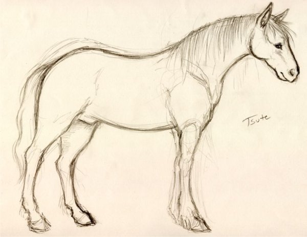 Карандашный набросок лошади