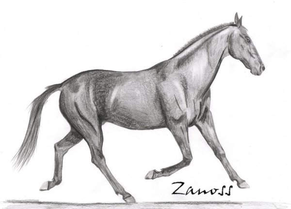 Лошади для срисовки легко