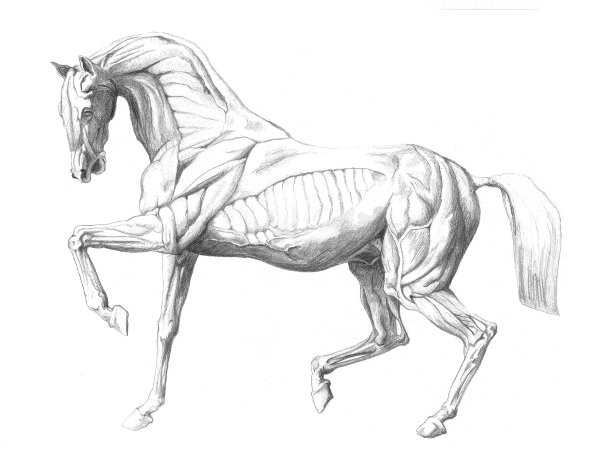 Зарисовки животных