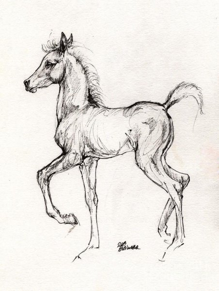 Лошадь для срисовки очень легкие