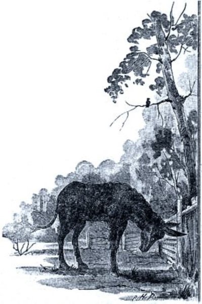 Рисунки для срисовки Осленок легко