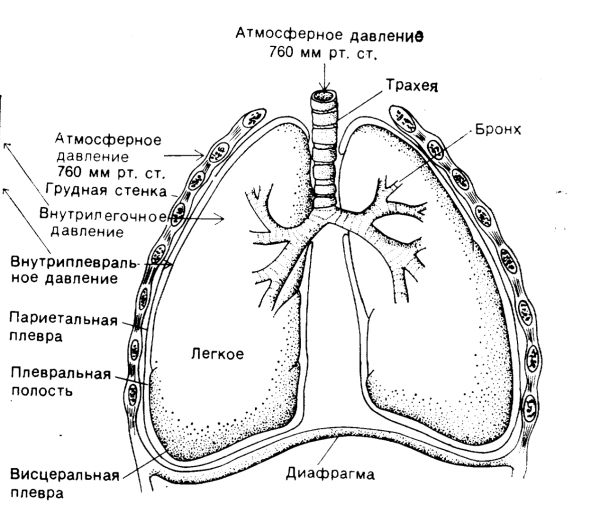 Строение легких плевральная полость