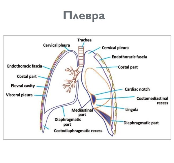Плевральные синусы анатомия