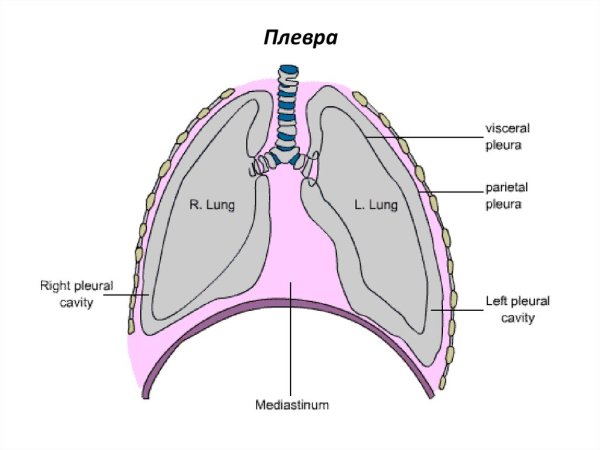 Средостение схема у животных