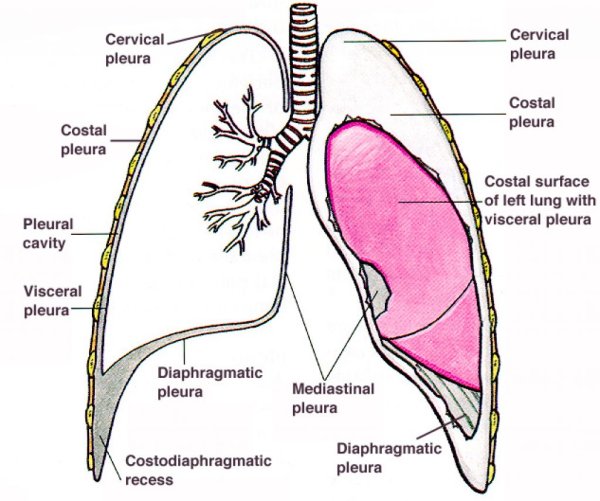 Листки плевры схема