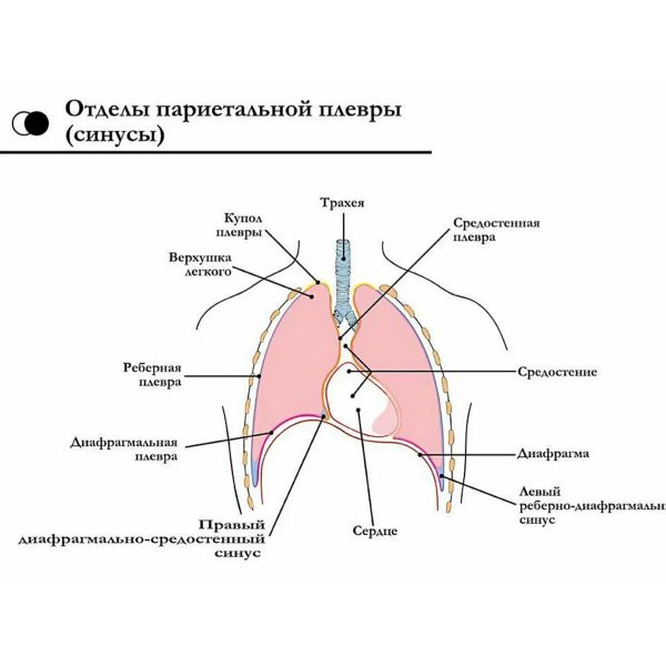 Плевральная полость анатомия синусы