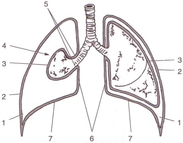 Плевра – строение, листки, плевральная полость.