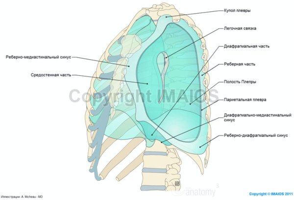 Синусы плевры анатомия