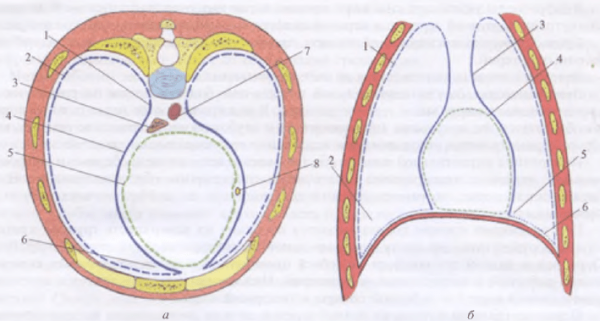 Реберно диафрагмальный синус топография