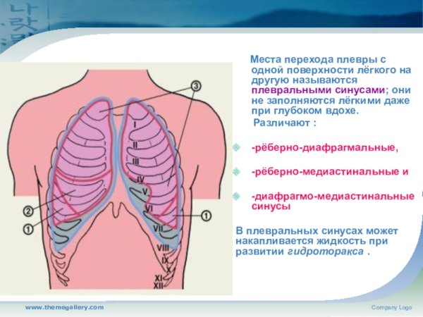 Реберно средостенный синус плевральной полости