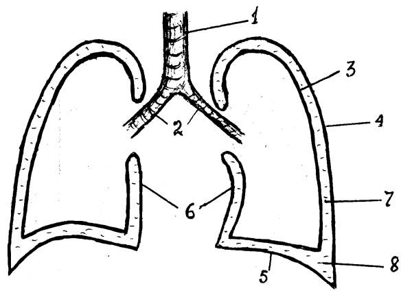 Строение плевры легких