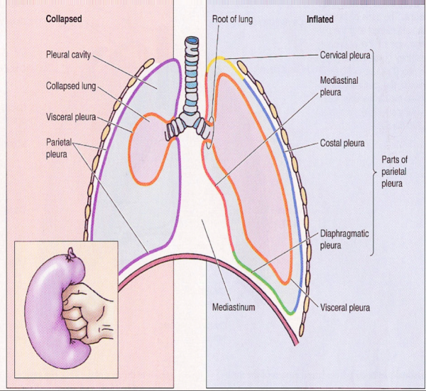 Части париетальной плевры