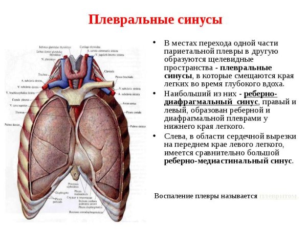 Синусы легочной плевры