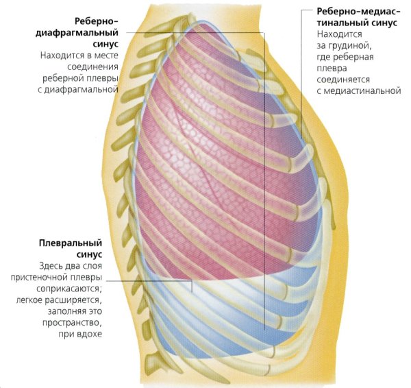 Плевральные синусы анатомия