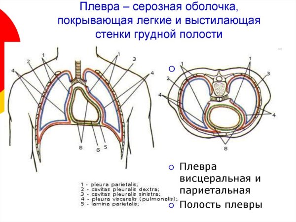 Ход плевры схема