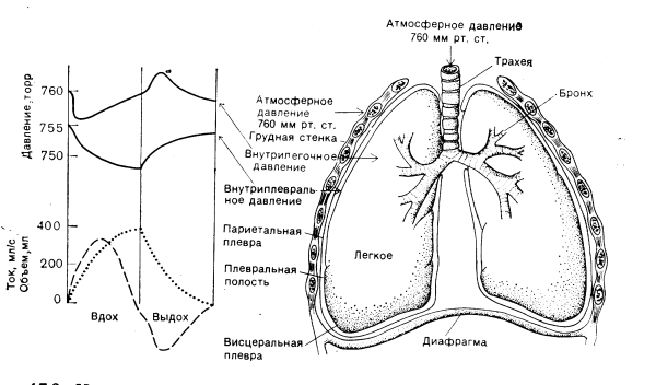 Легкие плевра средостение