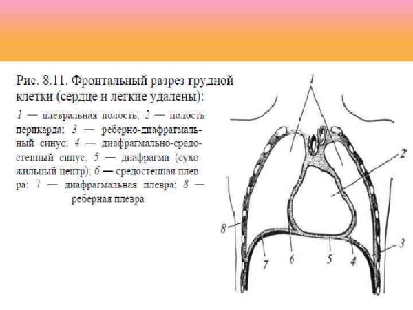 Синусы плевральной полости схема
