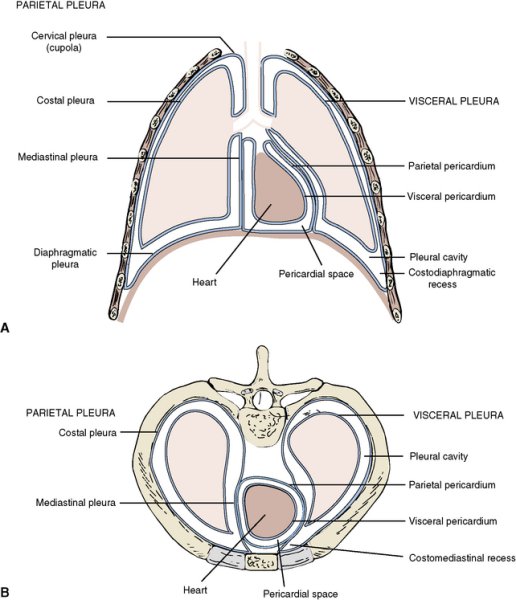 Плевральные синусы схема