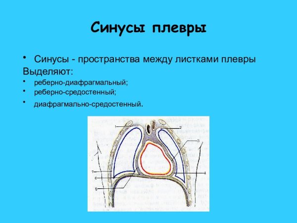 Синусы плевральной полости