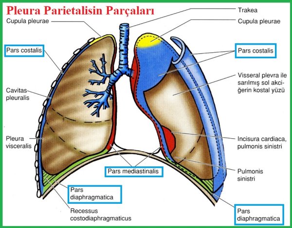Средостение поперечный срез
