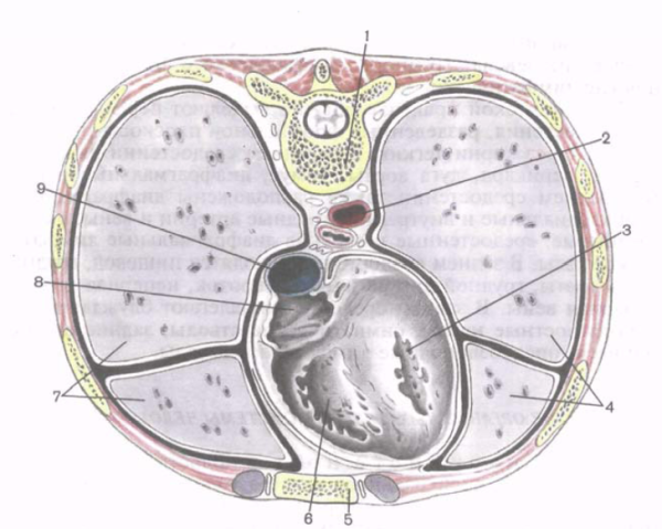 Плевра и плевральная полость