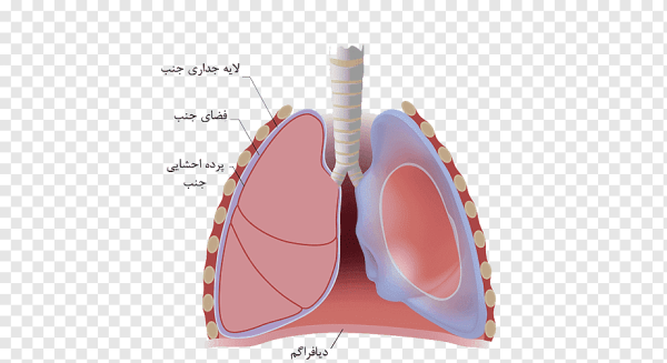 Плевра строение листки